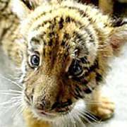 Южнокитайских тигров можно было встретить лишь в зоопарках (фото bbc.co.uk).