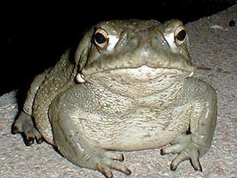  	
Колорадская жаба. Фото с сайта erowid.org