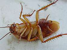Столичные тараканы вымирают из-за некачественной еды москвичей