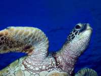 На Маврикии впервые за последние 24 года на свет появились детеныши зеленой черепахи. Фото: АМИ-ТАСС