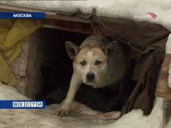Проблемы бродчих собак мог бы решить закон о животных. Фото: Вести.Ru
