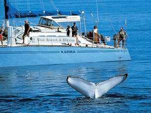 Исследователи наблюдают за китом в морском парке Херви Бэй, Квинсленд, Австралия. Фото с сайта jasons.com