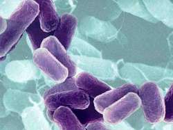 Escherichia coli. Фото с сайта ufl.edu