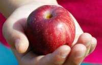 Яблоки, бананы и апельсины – лучшие фрукты для борьбы с болезнью Альцгеймера. Фото: АМИ-ТАСС
