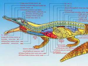 Анатомия крокодила. Иллюстрация с сайта flmnh.ufl.edu