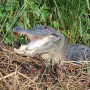 Крокодилы способны съесть за один приём пищу весом в 23% массы их тела. Фото: University of Utah