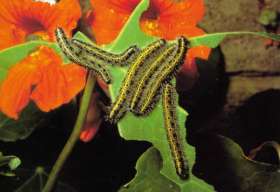 Гусеницы репницы могут полностью объесть растение за несколько дней. Фото с сайта anymals.ru