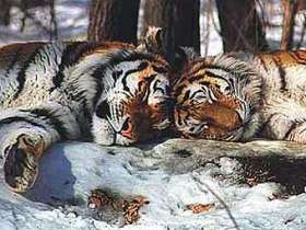Амурские тигры. Фото с сайта tigers.ru