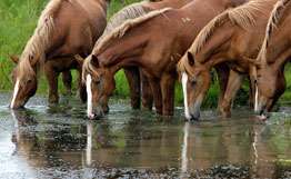 Конский грипп грозит уничтожить все поголовье лошадей в Монголии. Фото: РИА Новости