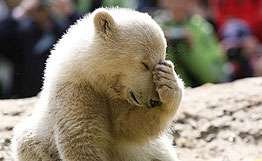Сотрудники московского зоопарка посчитали новорожденных медвежат. Фото: РИА Новости