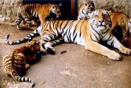 Семья амурских тигров поселилась в заповеднике &quot;Бастак&quot; в Еврейской автономной области. Фото: АМИ-ТАСС