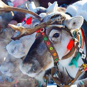На Ямале начинаются традиционные Дни оленеводов. Фото с сайта pentaxnews.ru