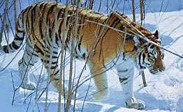 Приморские эксперты предупреждают о появлении в тайге раненого тигра. Фото: РИА Новости