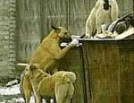 В уральском городе Сысерть нашествие бродячих собак. Фото: РИА &quot;Новый Регион&quot;