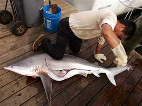 Численность акул сократилась на 90 процентов. Фото: AFP