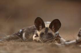 В Намибии безжалостно истребляют диких африканских собак. Фото: АМИ-ТАСС