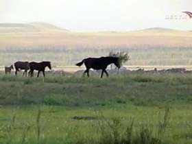 Забайкальские животноводы опасаются монгольского гриппа. Фото: Вести.Ru