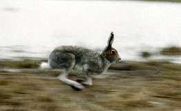 Якутские экологи займутся восстановлением популяции зайца-беляка. Фото: РИА Новости