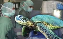 Американские специалисты впервые в мире установят протез черепахе. Фото: РИА Новости