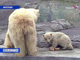 Белая медведица выводит детенышей из берлоги в Московском зоопарке. Фото: Вести.Ru