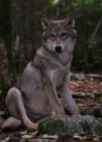 Волк. Фото с сайта elementy.ru