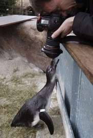 Из зоопарка Штутгарта похитили пингвина. Фото: MIGnews.com