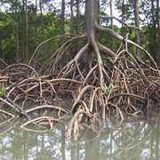 Авторы исследовали растения, корни которых развиваются под землёй. До воздушных корней мангровых лесов они пока не добрались (фото с сайта wikimedia.org)