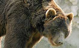 В зоопарке Южно-Сахалинска проснулись медведи. Фото: РИА Новости