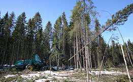 Несанкционированная вырубка леса на территории национального парка &quot;Лосиный остров&quot;. Фото: РИА Новости