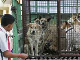 Отлов бродячих собак в Индии. Фото AFP