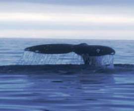 Глобальное потепление отвратило серых китов от берегов Мексики. Фото: АМИ-ТАСС