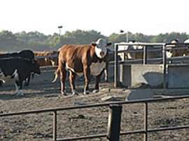 Коровий навоз - сырье для &quot;зеленог&quot; реактора. Фото: NEWSru.com