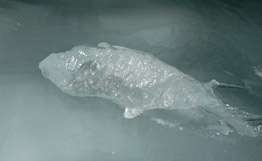 В Антарктике обнаружена рыба, которая может впадать в зимнюю спячку. Фото: РИА Новости