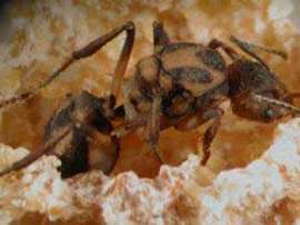 Королева муравья-листореза. Фото с сайта biology-blog.com