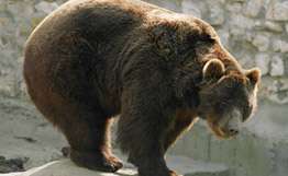В Македонии пасечник подал в суд на медведя. Фото: РИА Новости