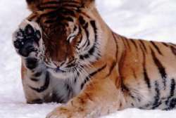 Китайские и российские экологи создадут систему совместного мониторинга перемещений амурского тигра. Фото: АМИ-ТАСС