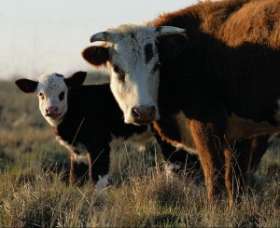 Кубинский животновод с успехом разводит коров-карликов, которые дают 6-7 литров молока в день. Фото: АМИ-ТАСС