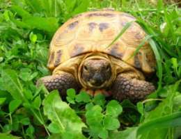 Польские экологи решили вернуть черепахам болота. Фото: АМИ-ТАСС