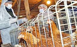Мероприятия по профилактике птичьего гриппа. Архив РИА Новости