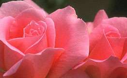 Защищать розы в Голландии будут миллионы китайских клещей. Фото: РИА Новости