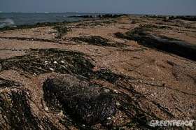 Коса Чушка - кусок мазута длиной 30 см и массой около 2 кг. Фото: Greenpeace