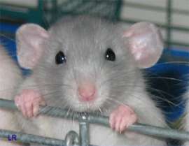 Крысы — разумная элита среди млекопитающих. Экспериментально показано, что эти животные способны к абстрактному мышлению. Фото с сайта www.lilratscal.com