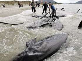 Мертвые киты. Фото AFP