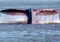У общественности появилась возможность заступиться за серых китов. Фото: WWF России