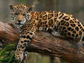 Опасность истребления угрожает редким леопардам в индийском штате Ассам. Фото: АМИ-ТАСС