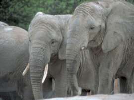 Африканские страны создали коалицию за сохранение слонов. Фото: АМИ-ТАСС