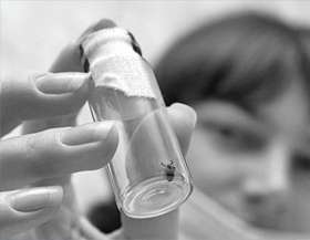 По прогнозам инфекционистов, в этом году численность укушенных клещами повысится в несколько раз. Фото: ИТАР-ТАСС