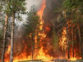 Лесной пожар в Челябинской области угрожает поселку. Фото: Вести.Ru