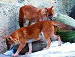 В омском зоопарке родились редчайшие красные волчата. Фото: РИА &quot;Новый Регион&quot;