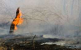 Шойгу требует усилить охрану лесов от пожаров. Фото: РИА Новости